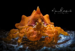 Juvenile Puget Sound King Crab, so tiny and so beautiful by Mario Robillard 